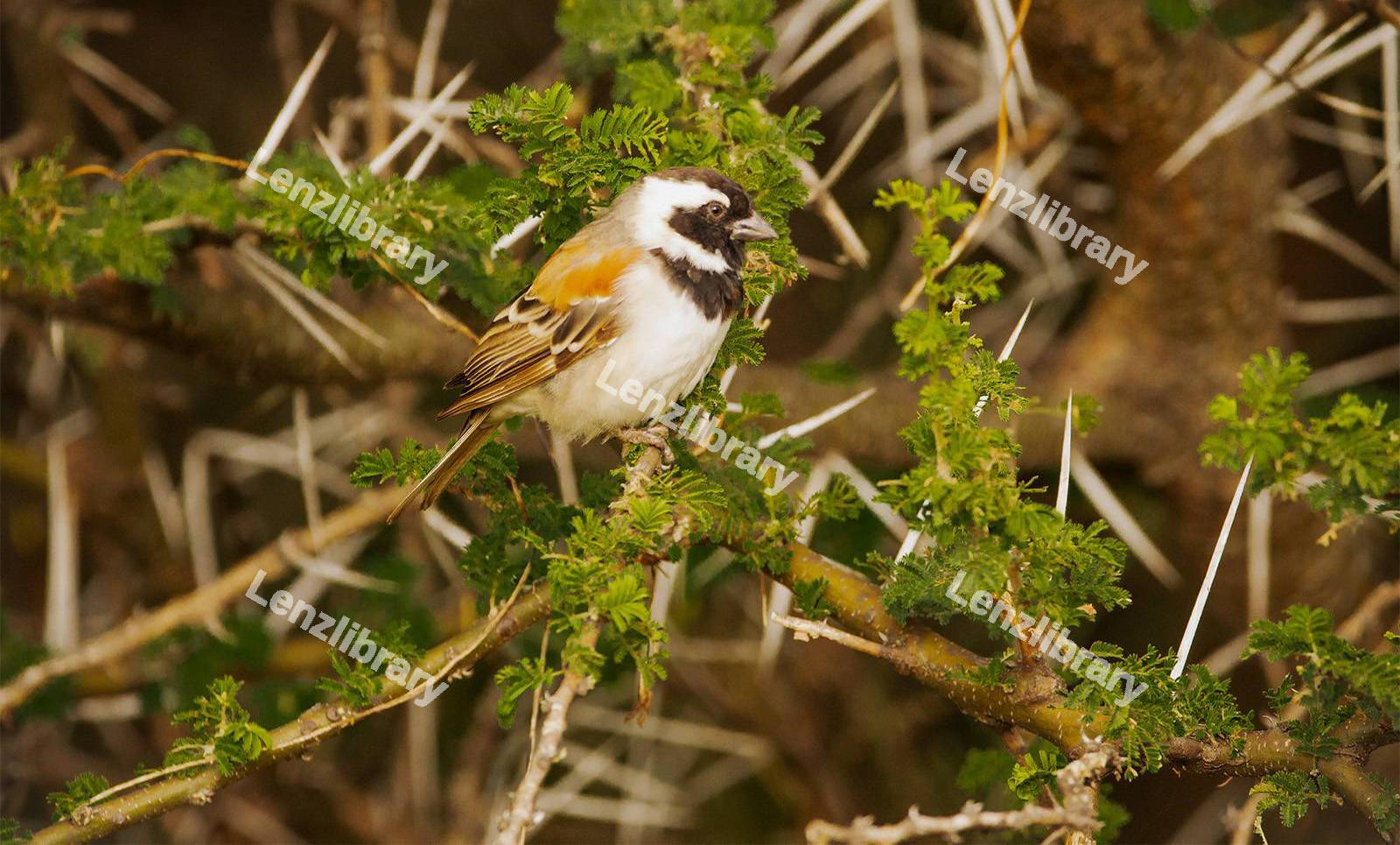 Cape Sparrow
